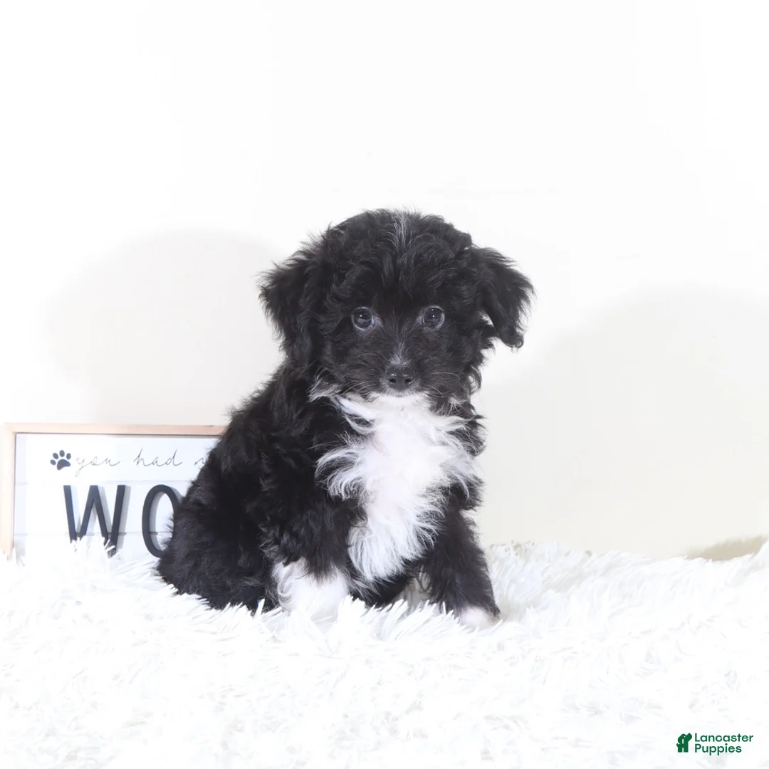 Mini Aussiedoodle dogs for sale: Mini Aussiedoodle Puppy Woody - Ad 2