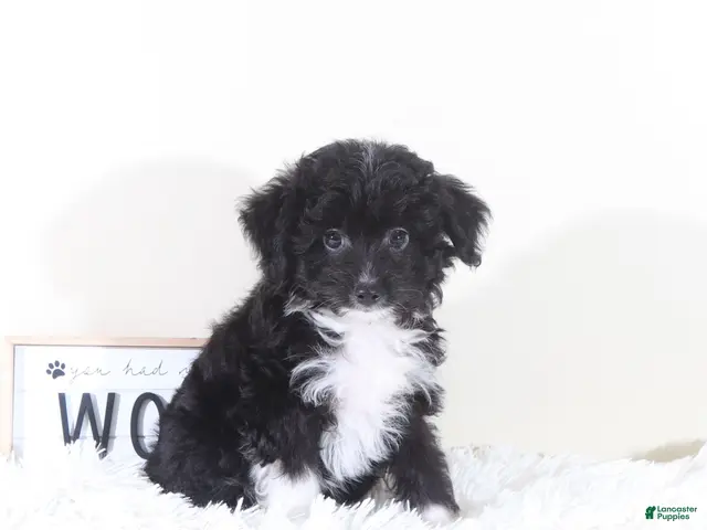 Mini Aussiedoodle dogs for sale: Mini Aussiedoodle Puppy Woody - Ad 2