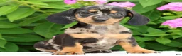 Miniature Dachshund dogs for sale: Jewel - Ad 3