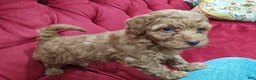 Shihpoo dogs for sale: Shihpoo 1 - Ad 3