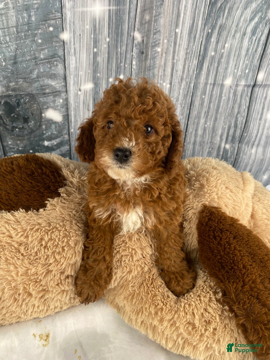 Miniature Poodle dogs for sale: Frankie - Ad 5