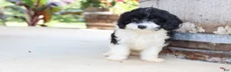 Cavapoo dogs for sale: Po'Boy - Ad 9