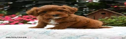 Havapoo dogs for sale: Bentley - Ad 3