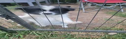 Pomeranian dogs for sale: Oreo - Ad 21