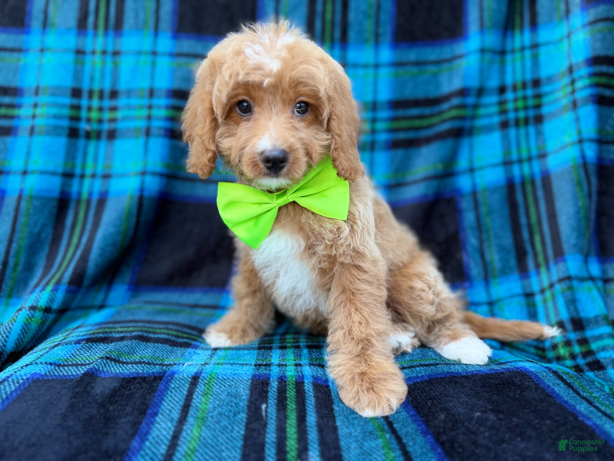 Cavapoo dogs Astor - Ad 9