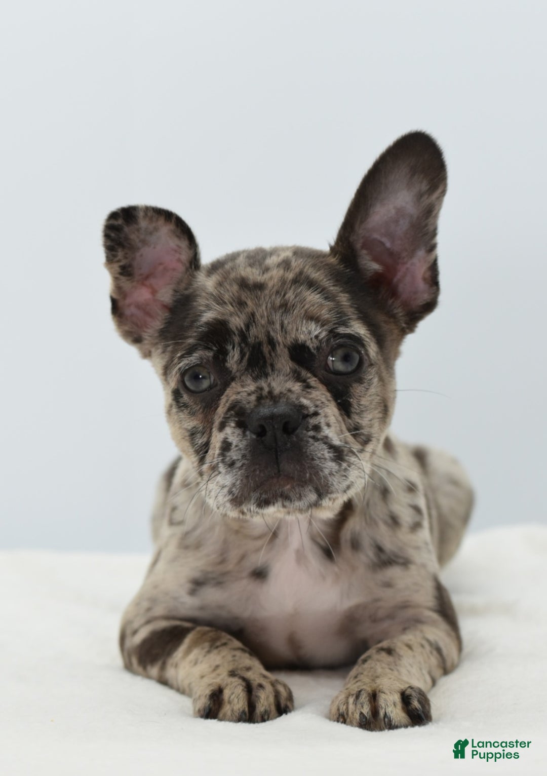 Mixed Breed dogs for sale: Zuki hybrid puppy  - Ad 14