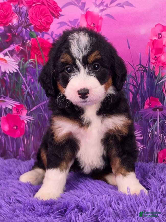 Mini Bernedoodle dogs Clover - Ad 1
