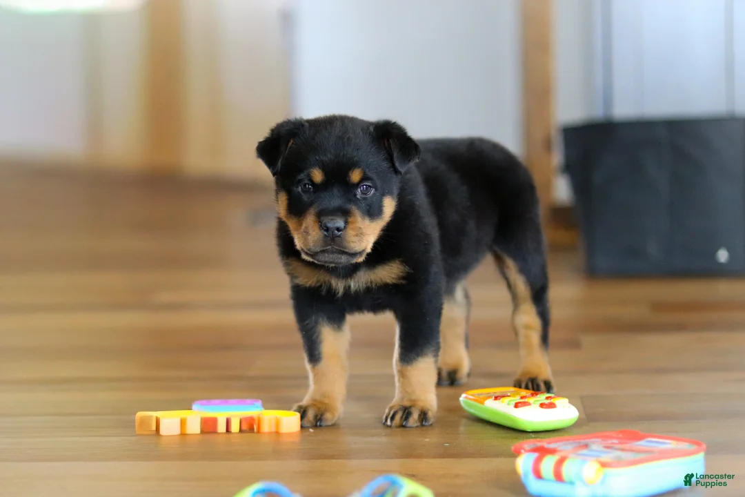 Rottweiler dogs for sale: Ace - Ad 8