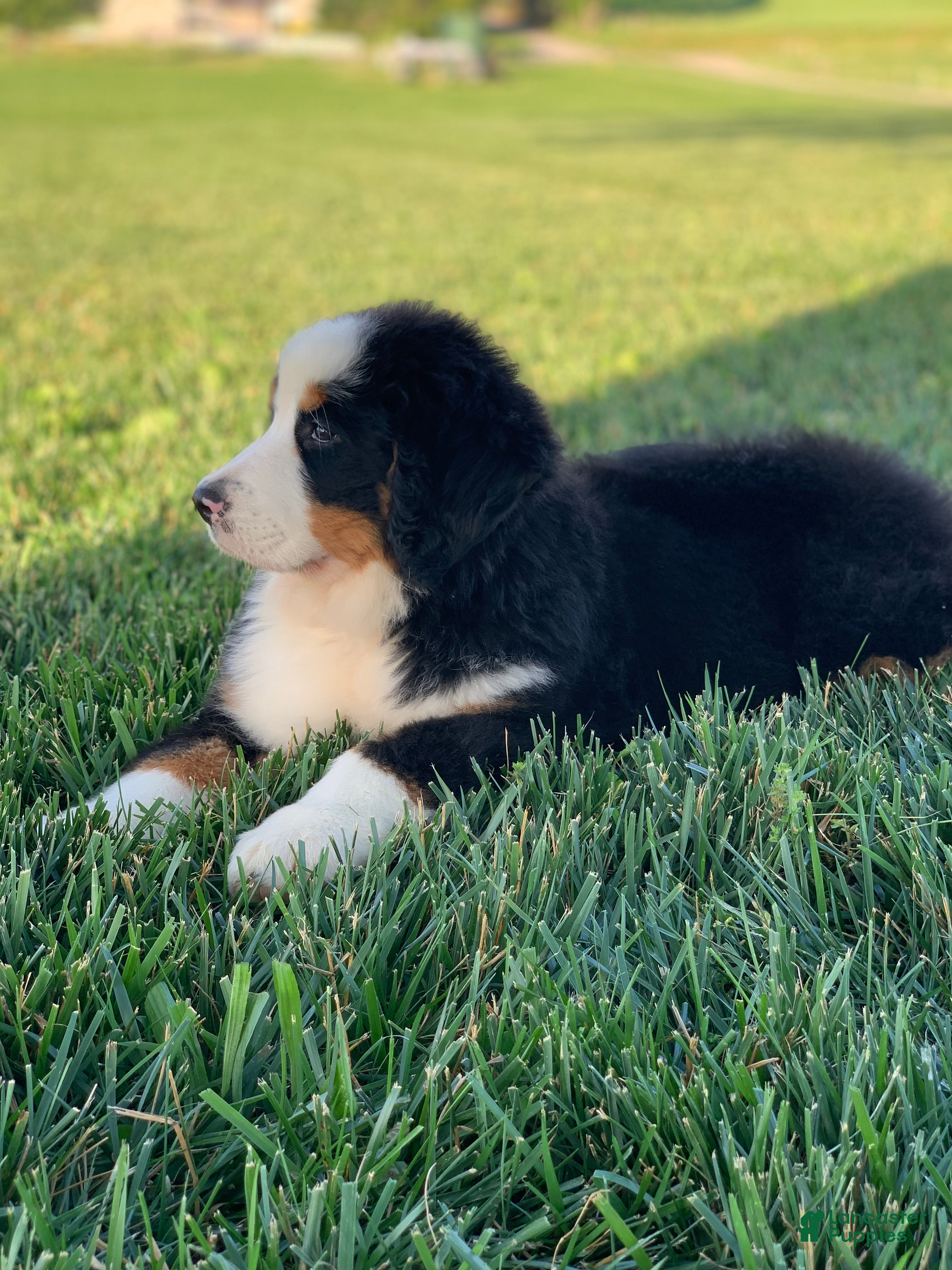 Bernese Mountain Dog dogs Alaska  - Ad 2