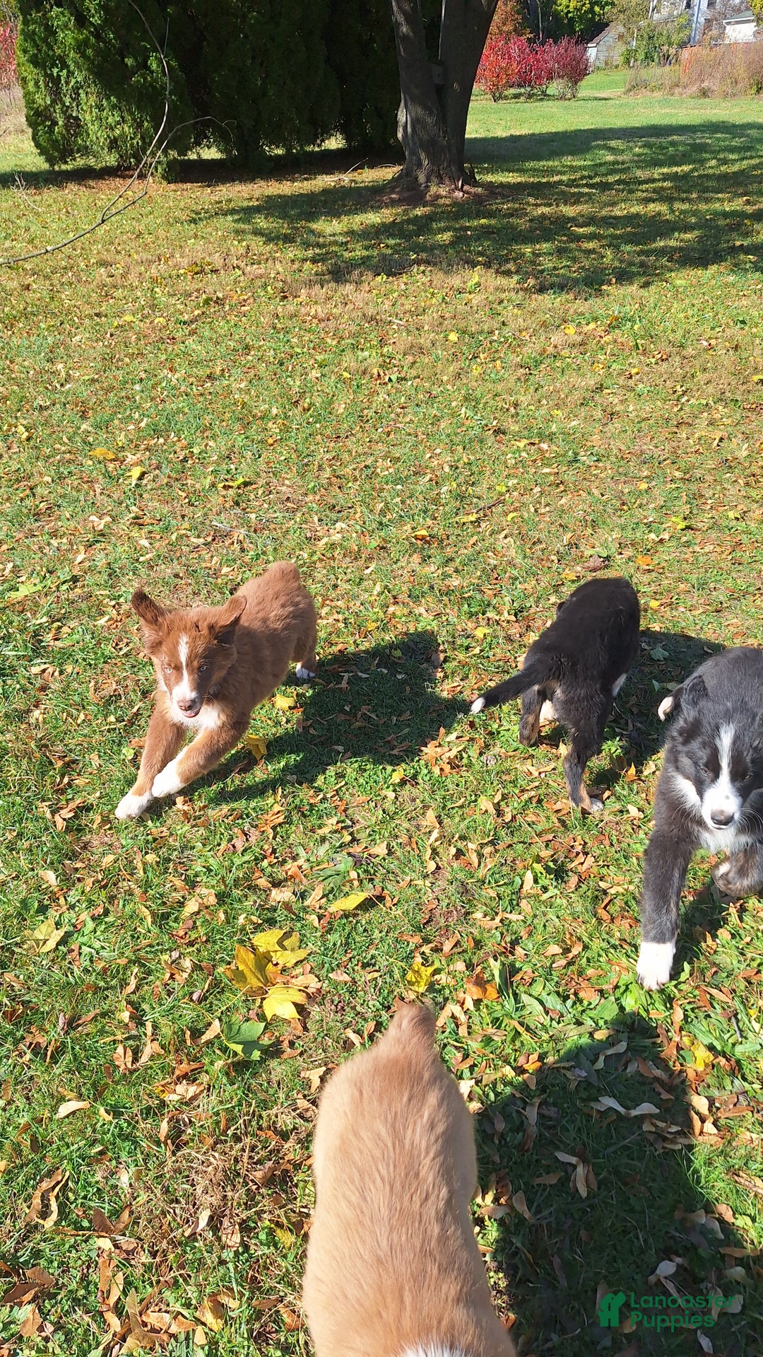 Australian Shepherd dogs for sale: Australian Shepherd Puppy 2 - Ad 5