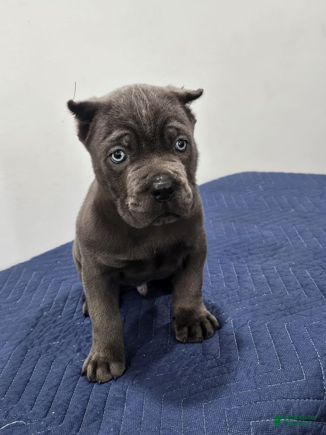 Cane Corso dogs for sale: HOGAN - Ad 4