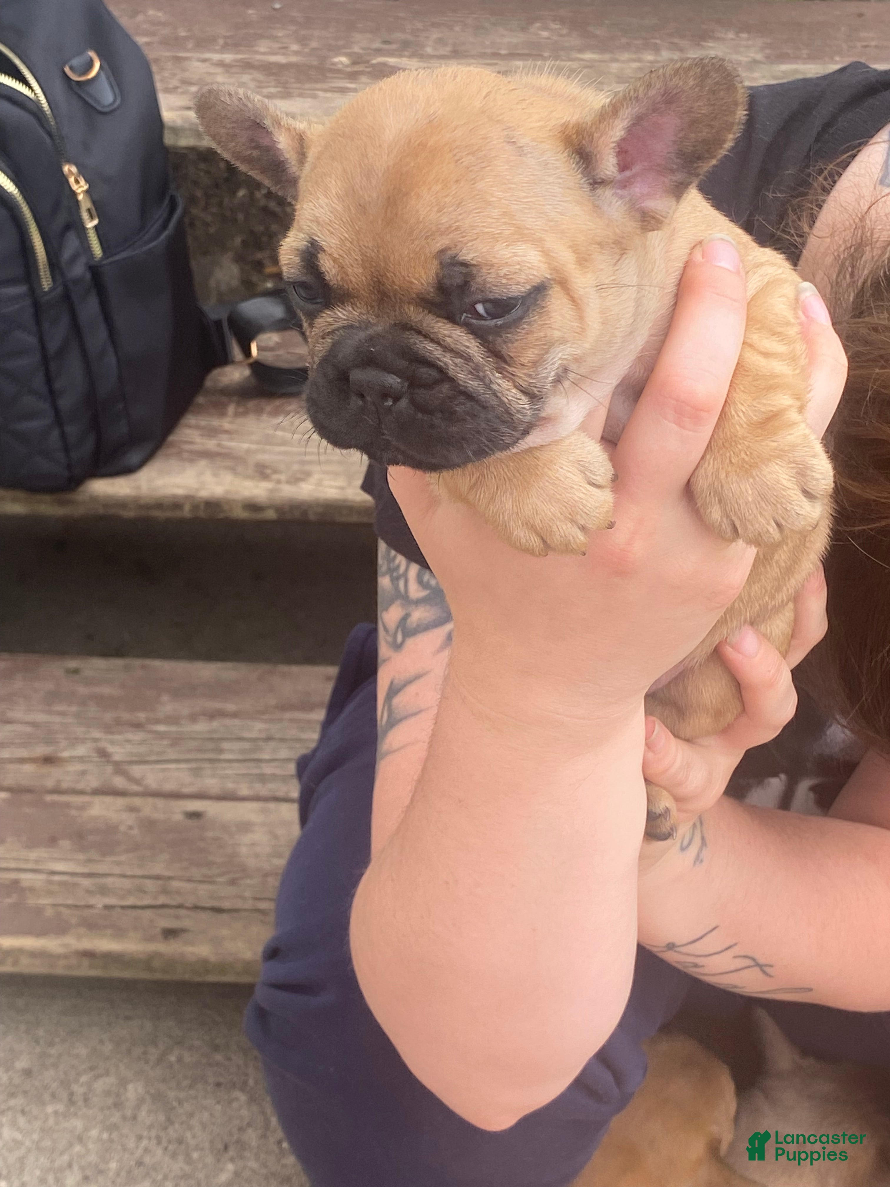 French Bulldog dogs French Bulldog Puppy 6 - Ad 42