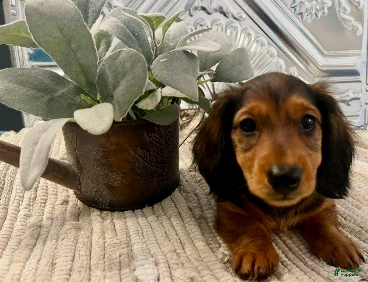 Miniature Dachshund dogs Stella - Ad 1