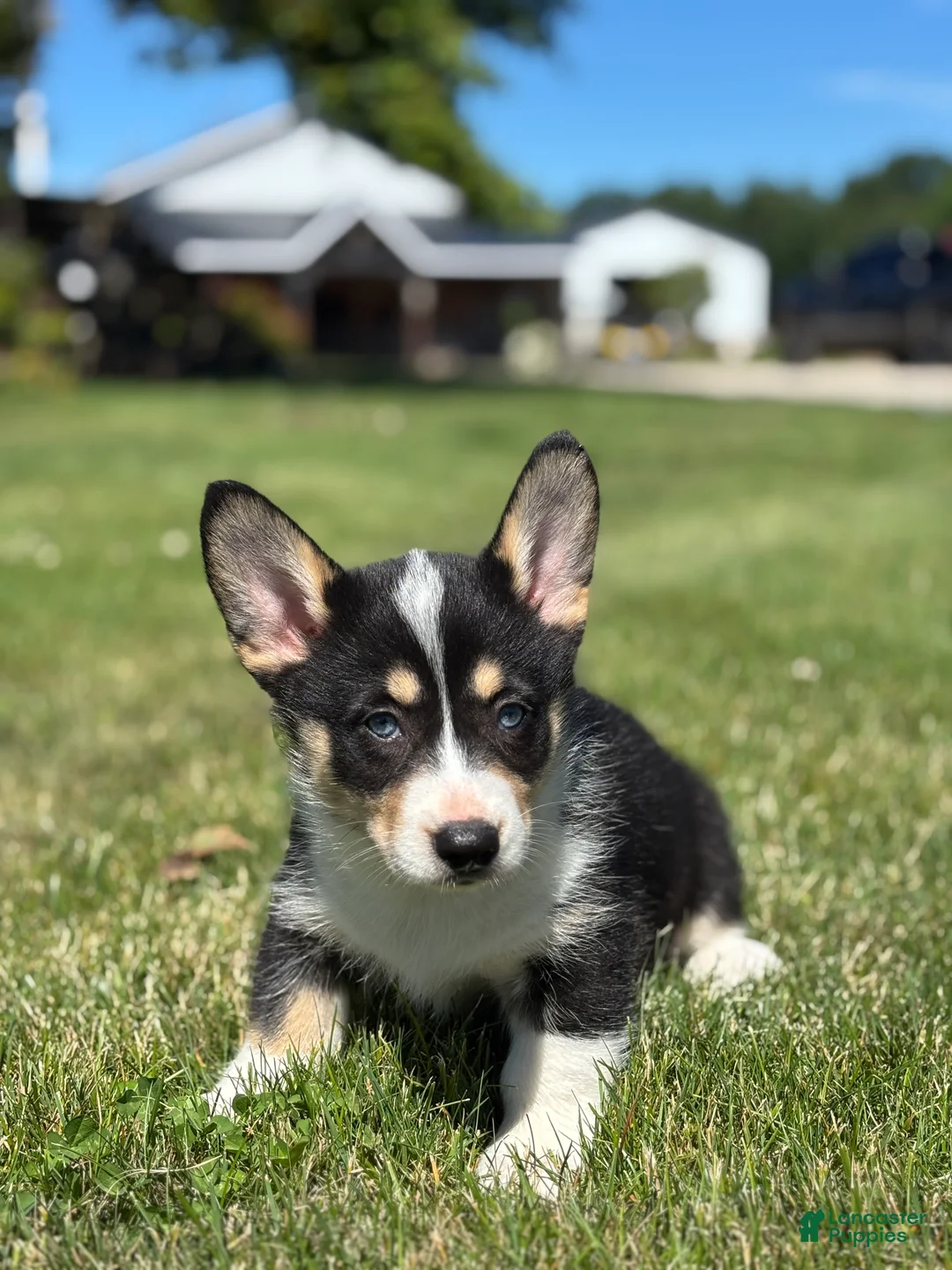 Mixed Breed dogs for sale: Riley - Ad 2
