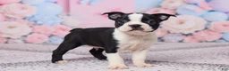 Boston Terrier dogs for sale: Jake - Ad 4