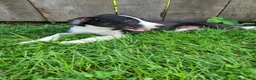 Mixed Breed dogs for sale: Winnie  - Ad 4
