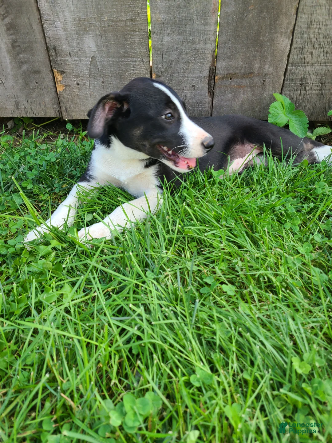 Mixed Breed dogs for sale: Winnie  - Ad 4