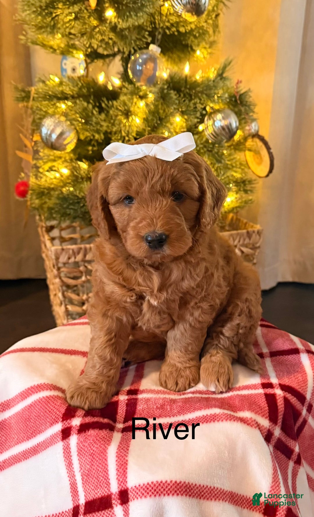 Mini Goldendoodle dogs for sale: River - Ad 1