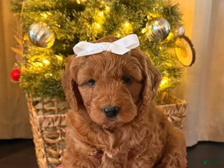 Mini Goldendoodle dogs River - Ad 10