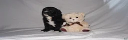 Mixed Breed dogs for sale: Fifi - Ad 6