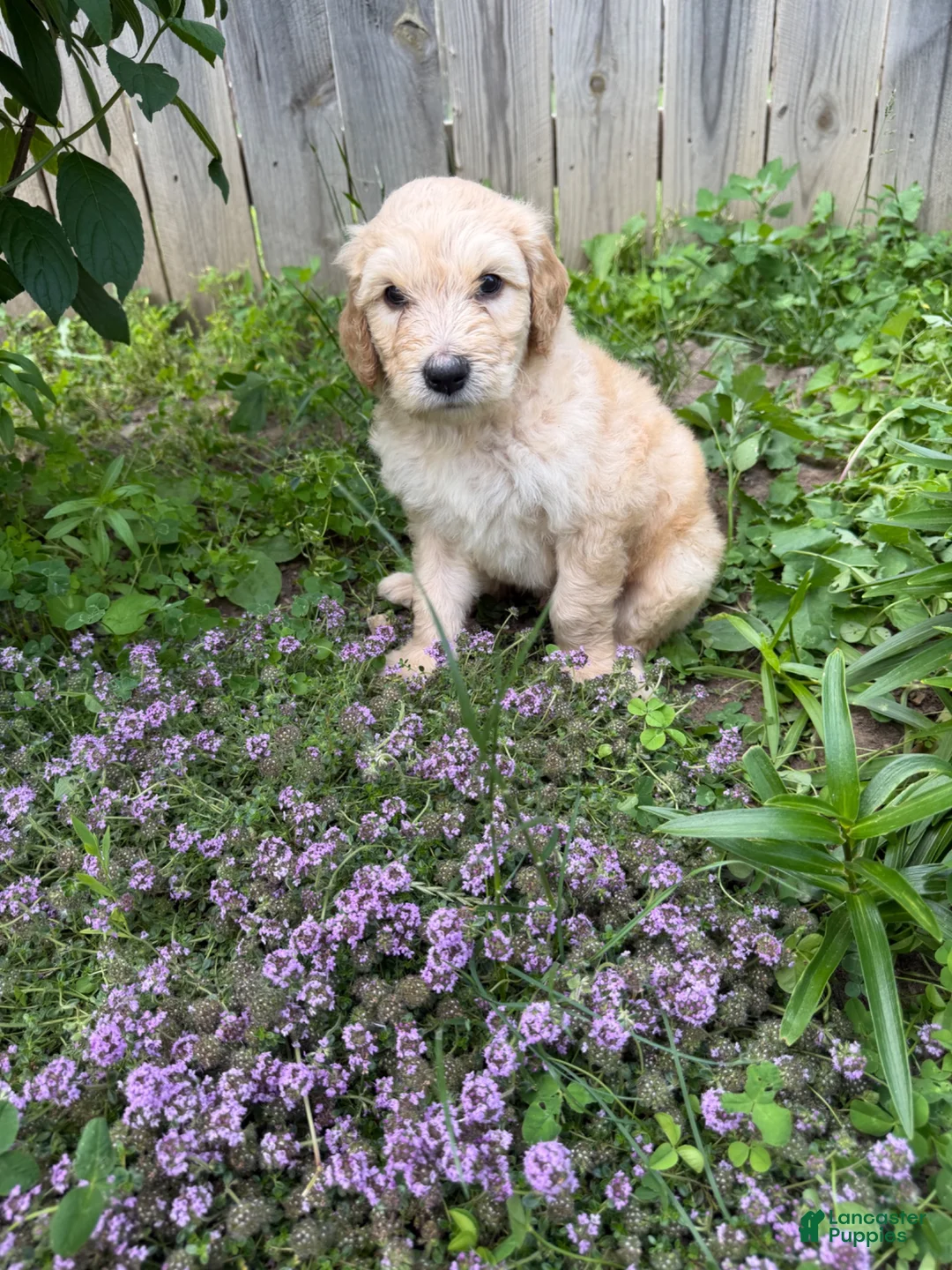 Goldendoodle dogs for sale: Goldendoodle 1 - Ad 1