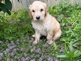 Goldendoodle dogs Goldendoodle 1 - Ad 19