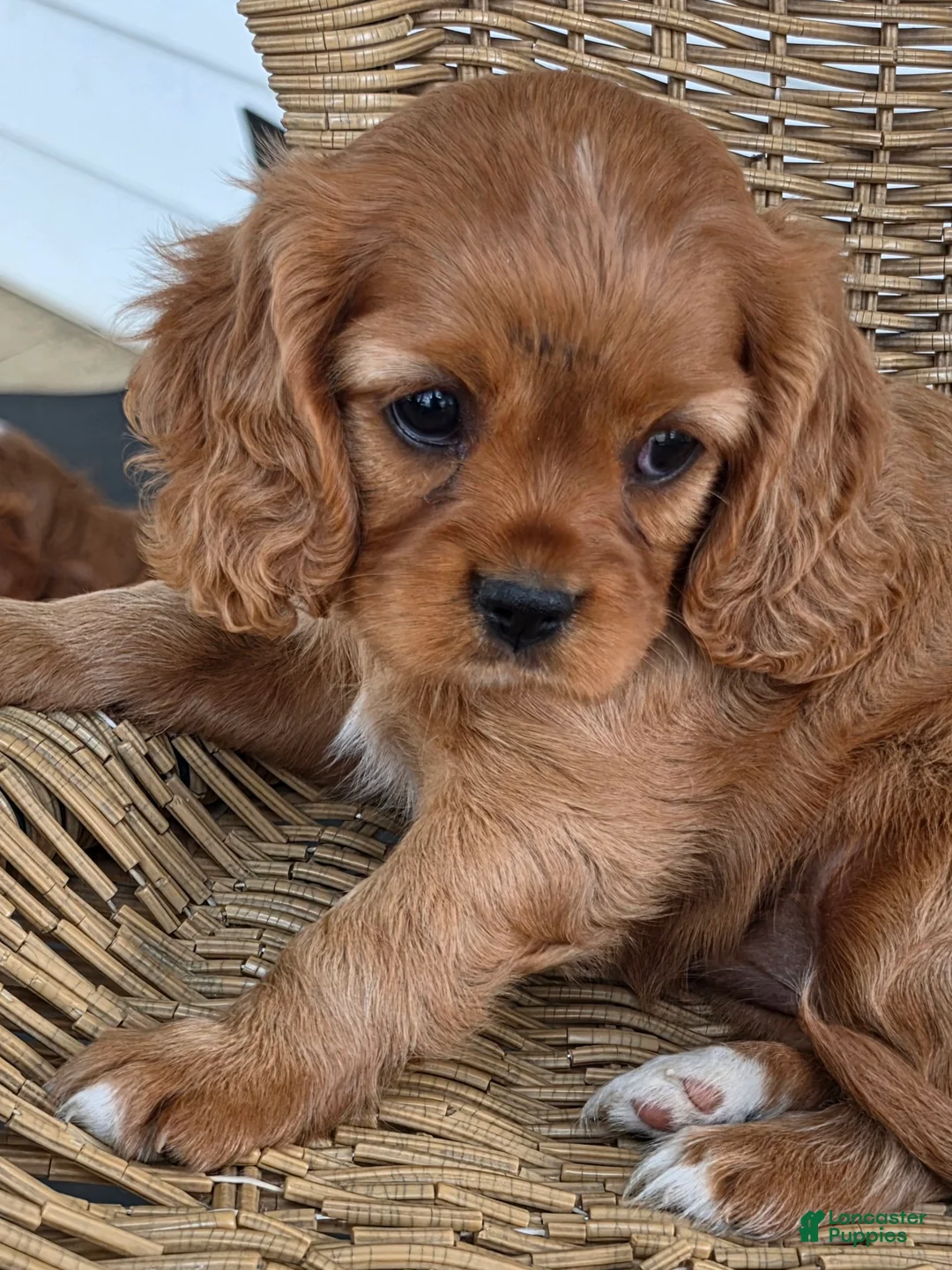 Cavapoo dogs for sale: SANDEE - Ad 2