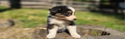 Australian Shepherd dogs for sale: Australian Shepherd Puppy "Zara" - Ad 3