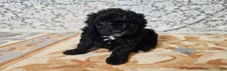 Mini Goldendoodle dogs for sale: Cole - Ad 6