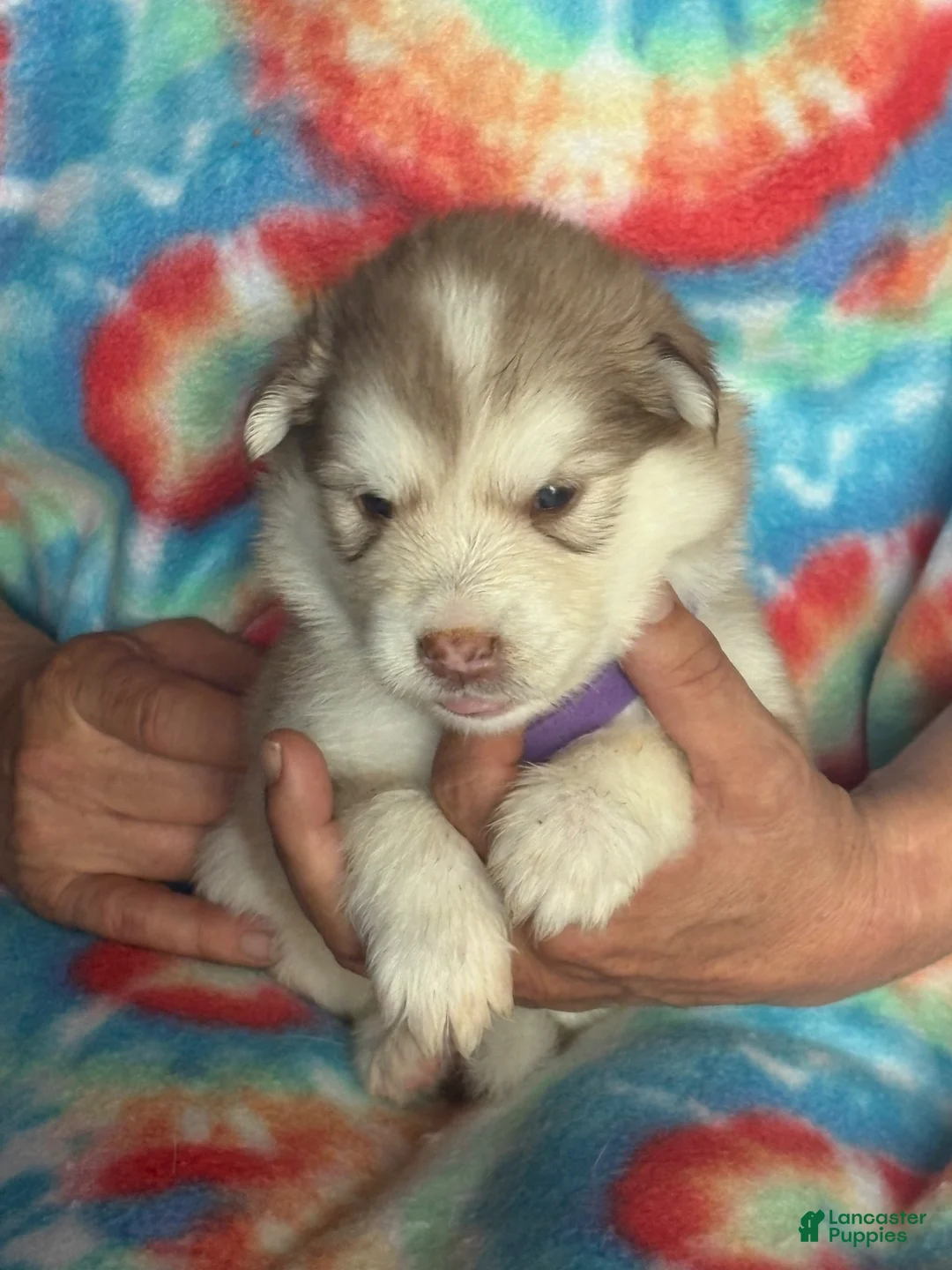 Alaskan Malamute dogs for sale: Alaskan Malamute 2 - Ad 1