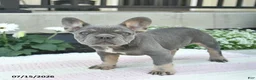 French Bulldog dogs for sale: Sailor  - Ad 5
