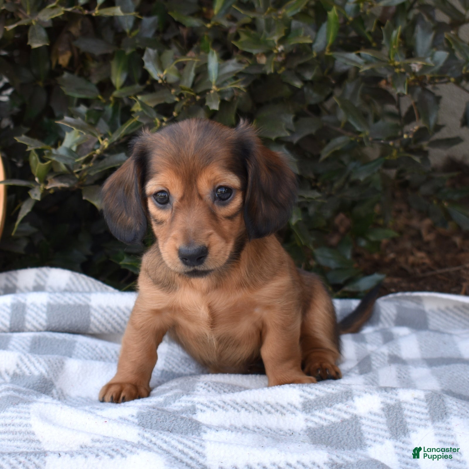 Miniature Dachshund dogs Muffin - Ad 2