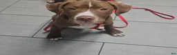 Mixed Breed dogs for sale: Brownie - Ad 2