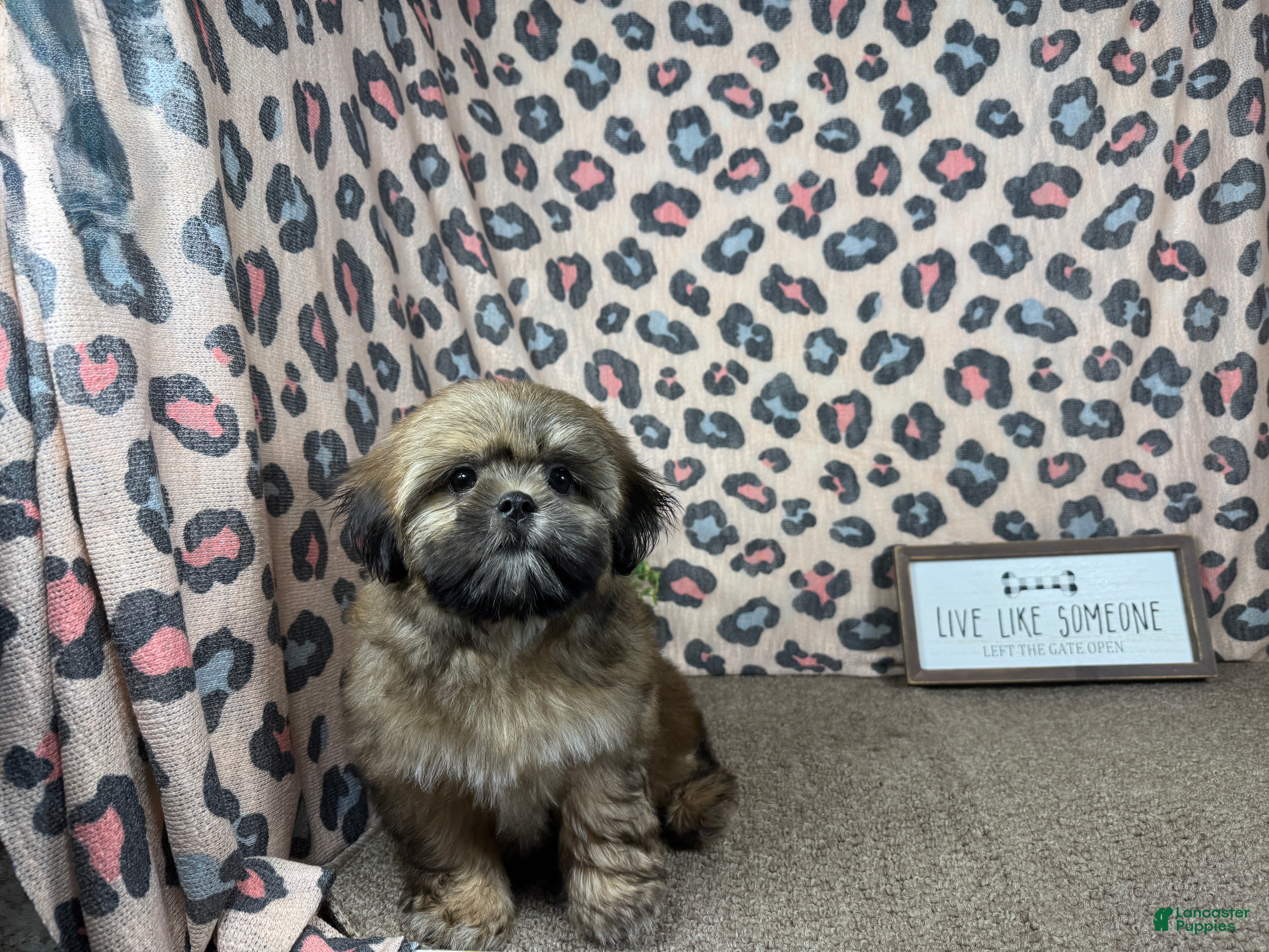 Shih Tzu dogs Shih Tzu 1 - Ad 8