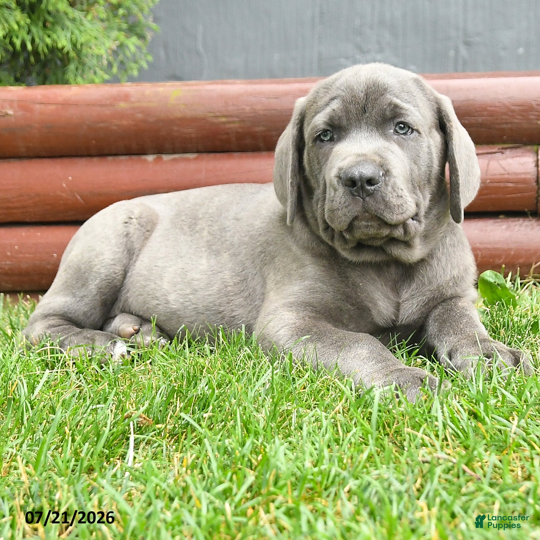 Cane Corso dogs River - Ad 2