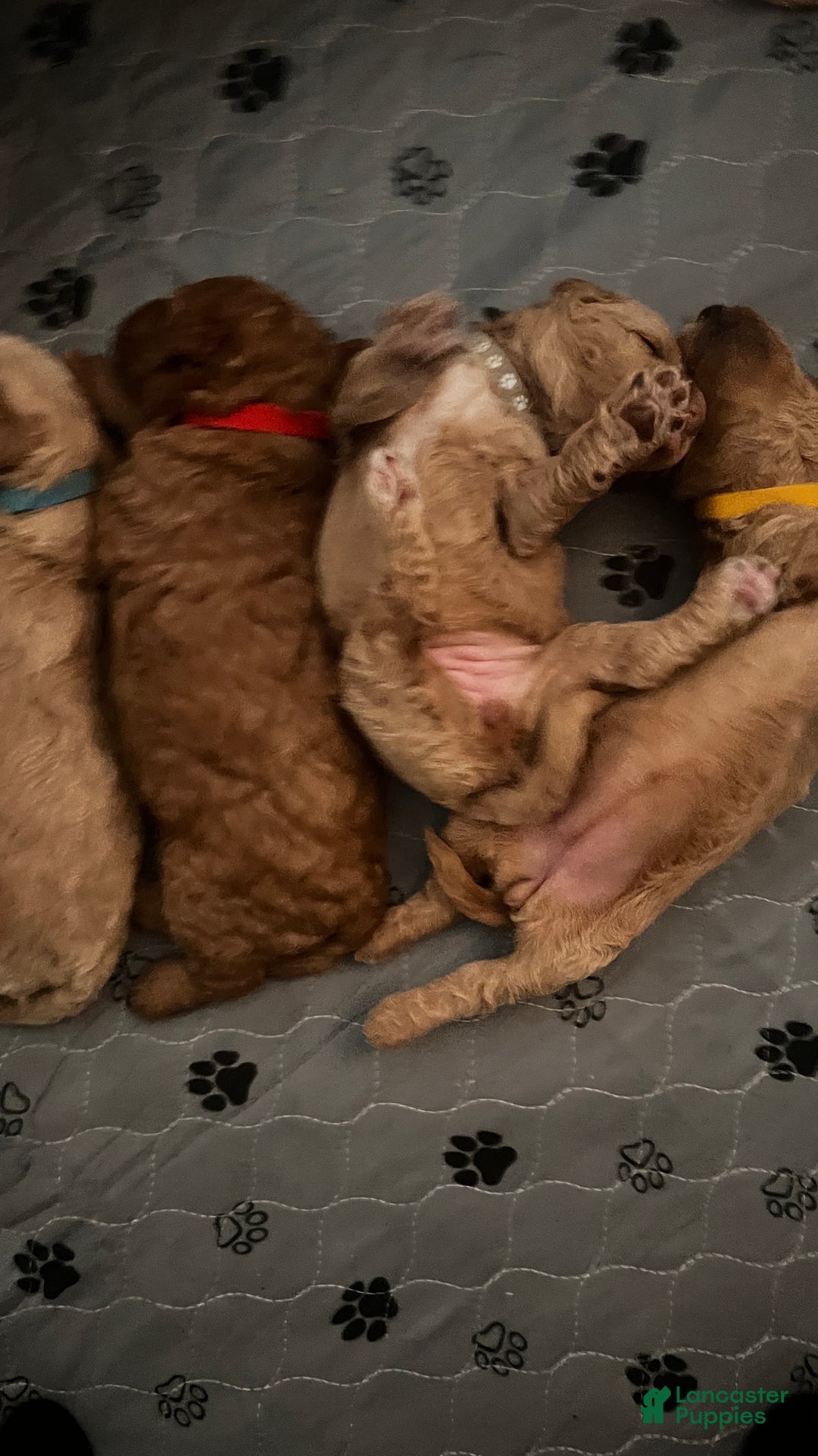 Goldendoodle dogs for sale: Grace – Apricot Medium Goldendoodle (F) – Companion Temperament Candidate - Ad 5