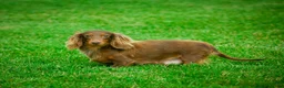 Miniature Dachshund dogs for sale: Easton - Ad 11