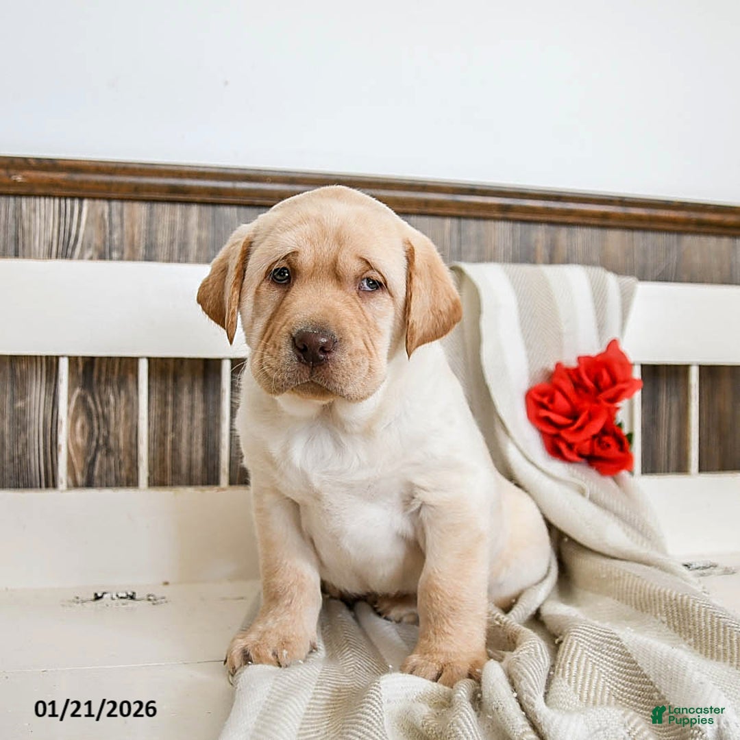 Labrador Retriever dogs for sale: Camper - Ad 2