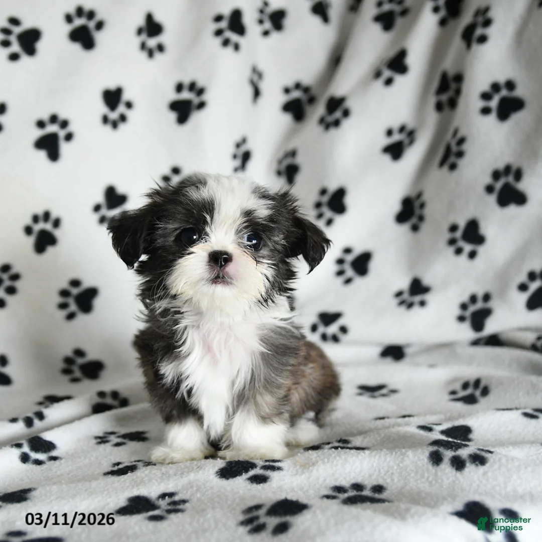 Shih Tzu dogs for sale: Zippity Do Da - Ad 1