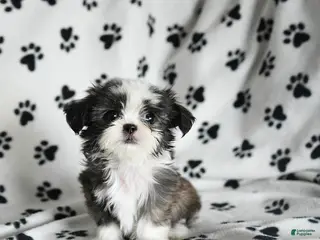 Shih Tzu dogs for sale: Zippity Do Da - Ad 2