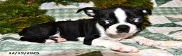 Boston Terrier dogs for sale: Joey - Ad 3
