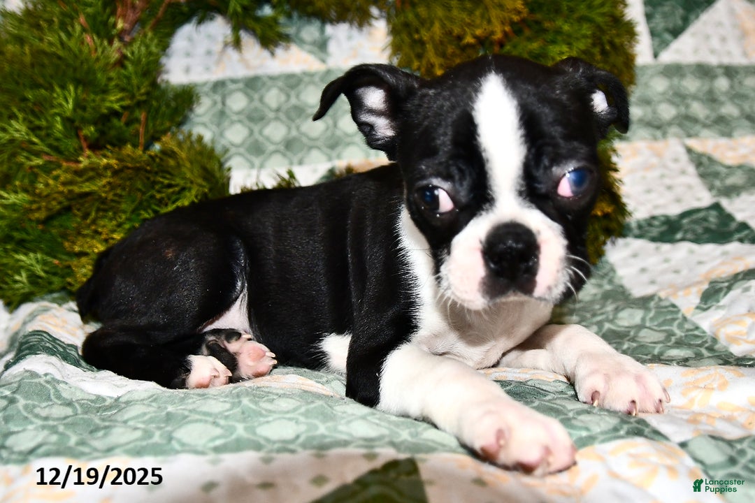 Boston Terrier dogs for sale: Joey - Ad 3