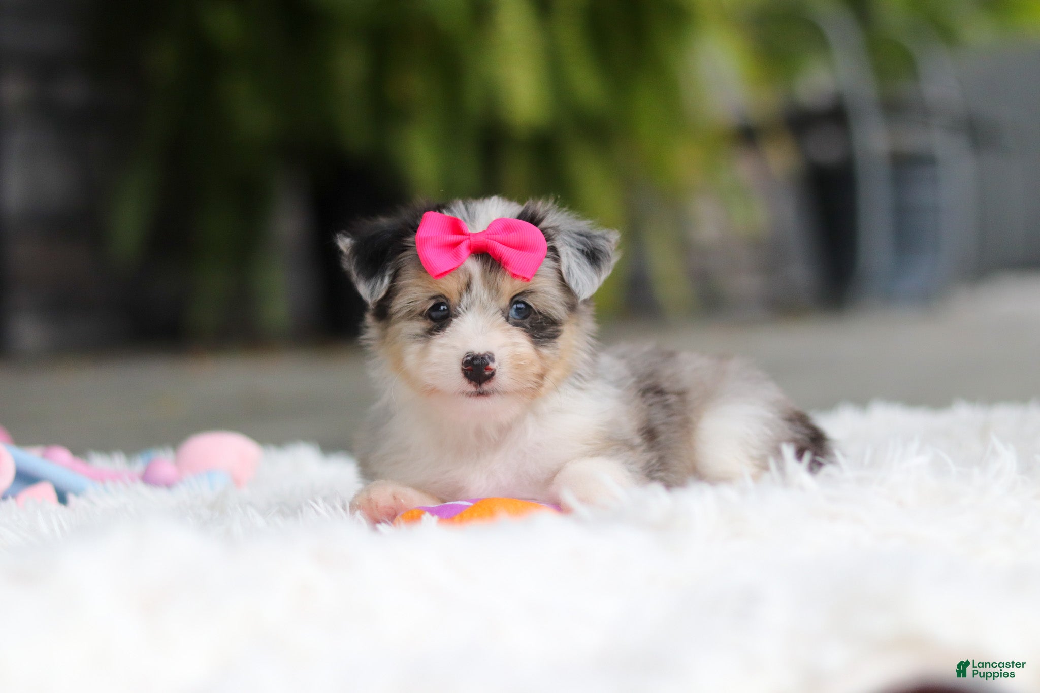 Mixed Breed dogs Ellie - Ad 2