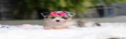 Mixed Breed dogs for sale: Ellie - Ad 2