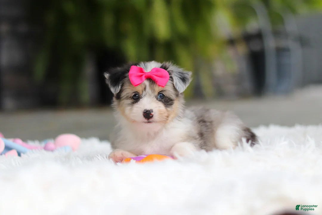 Mixed Breed dogs for sale: Ellie - Ad 2