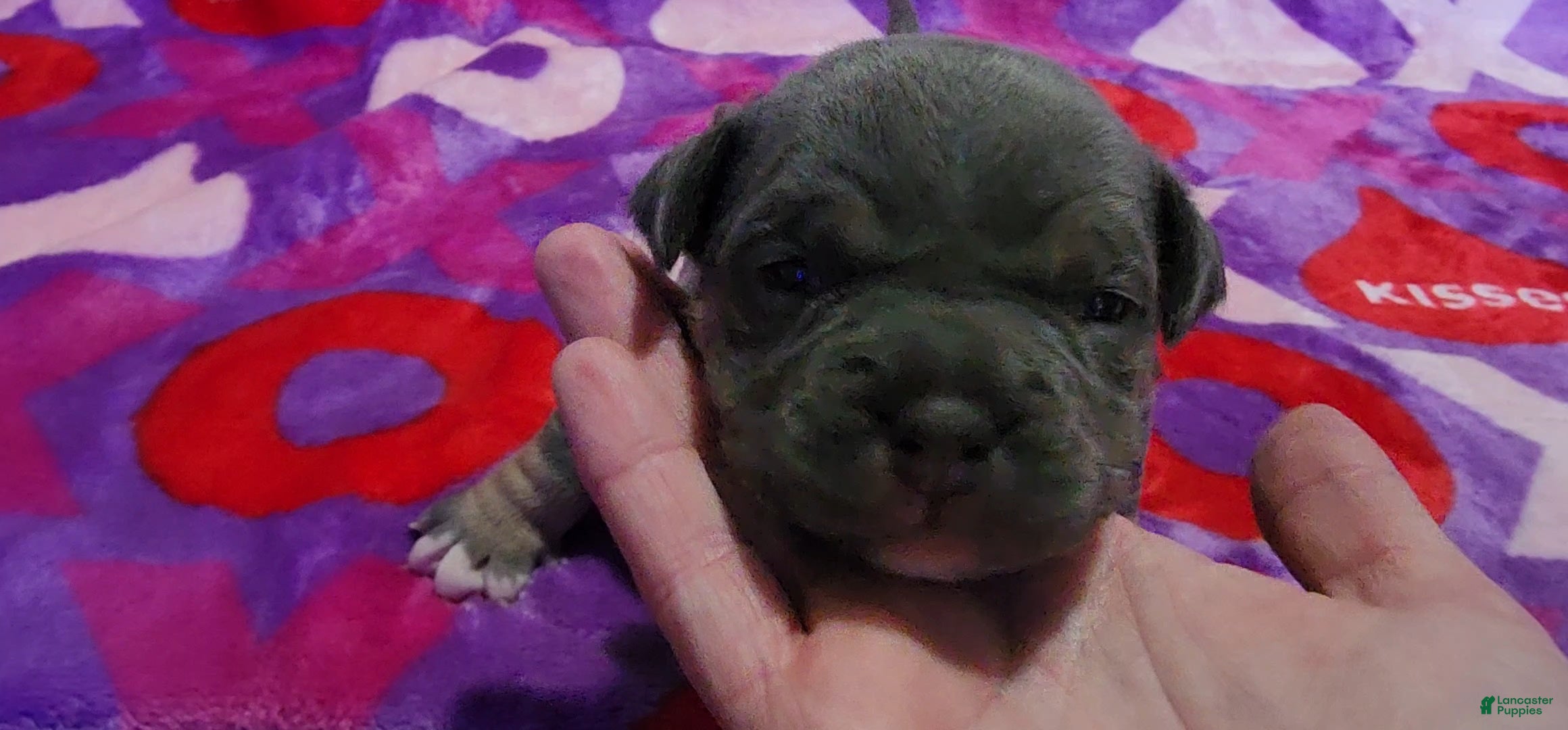 American Bully dogs Freya - Ad 38