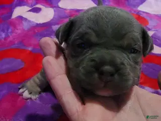 American Bully dogs Freya - Ad 38