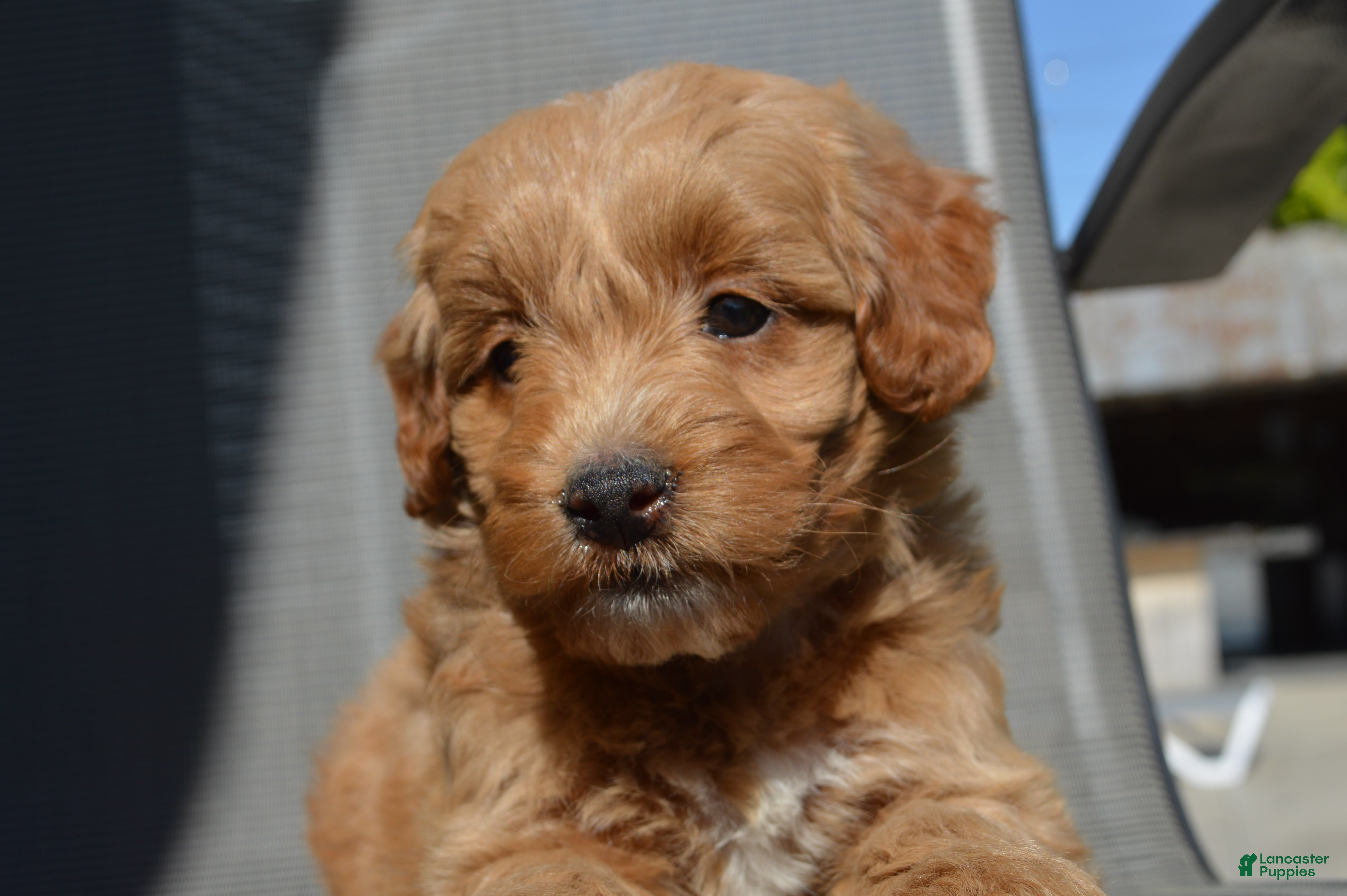 Mini Goldendoodle dogs Alita - Ad 1