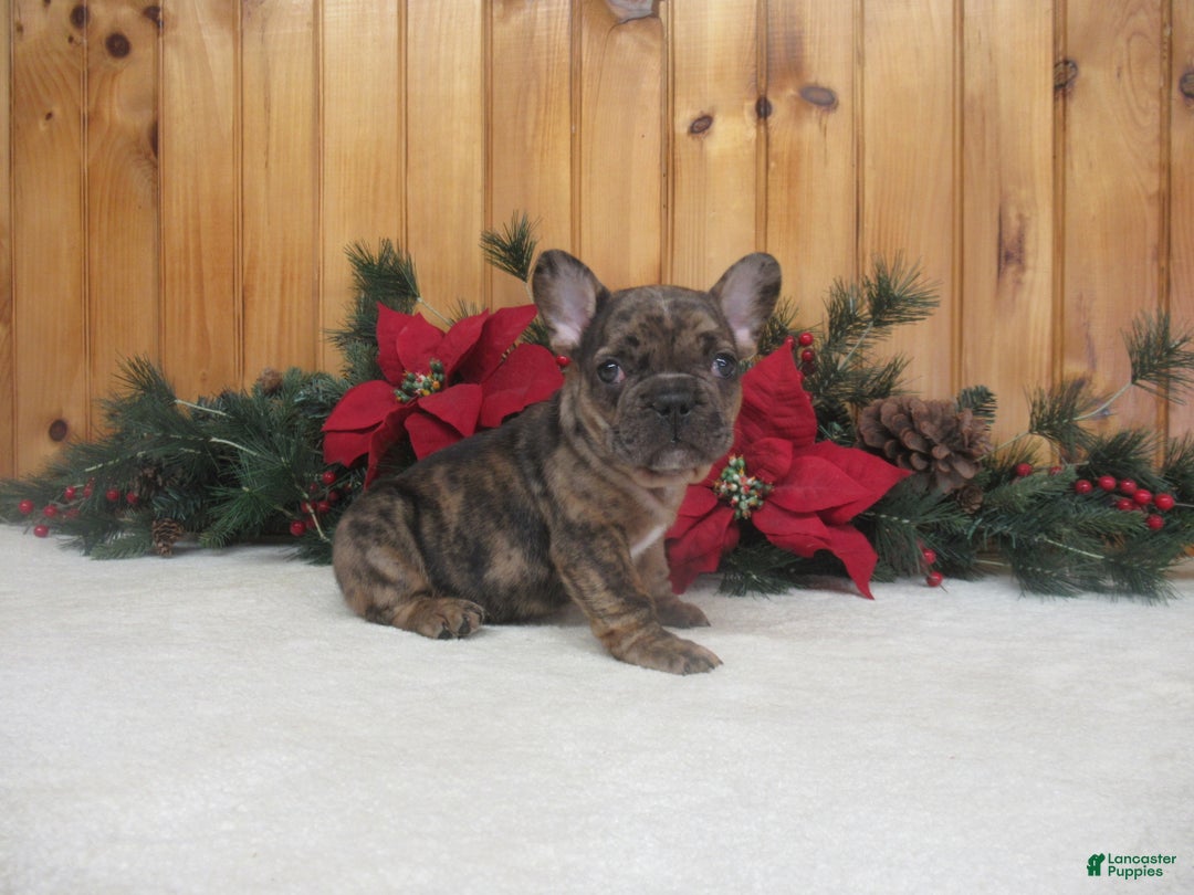 French Bulldog dogs for sale: AKC Donner - Ad 1