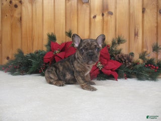 French Bulldog dogs AKC Donner - Ad 5